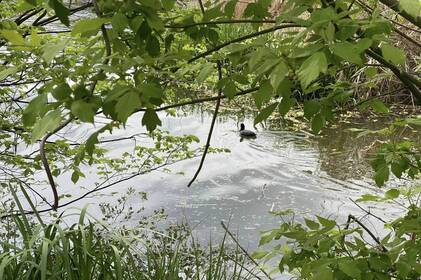 Містян запрошують на фінальну презентацію проєкту “Мапування малих річок”