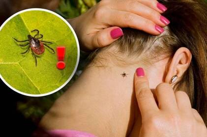 У вересні на Вінниччині зафіксували 43 випадки хвороби Лайма