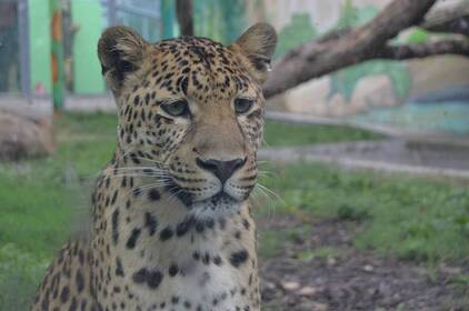 З 26 жовтня Подільський зоопарк працюватиме за новим розкладом