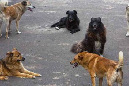 На Вінниччині через укуси тварин постраждали понад 700 дітей