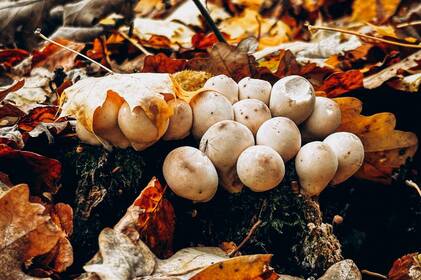 На Вінниччині стає прохолодніше: прогноз погоди на 26–27 жовтня