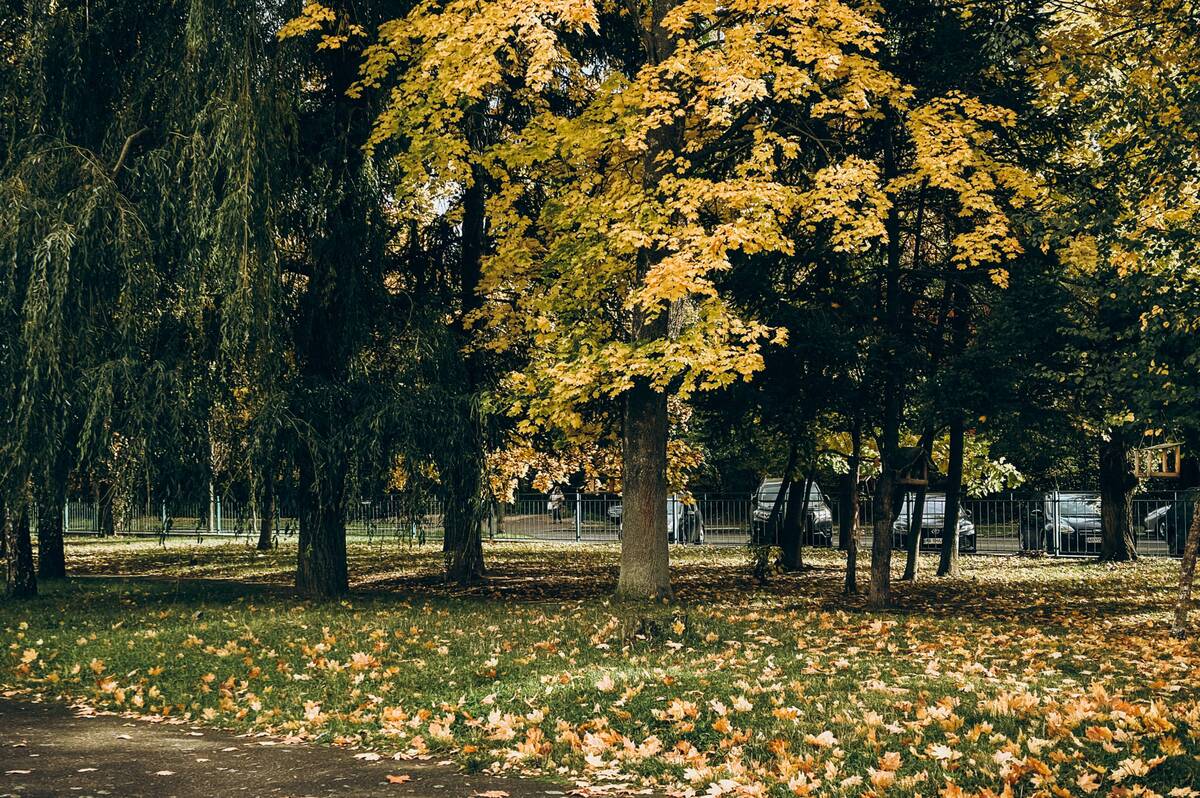 У Вінниці кінець жовтня буде вітряним, але теплим: прогноз погоди на 30-31 жовтня