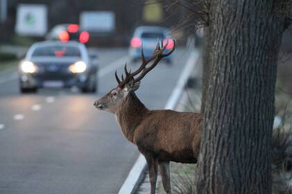 Перехід на зимовий час підвищує ризик зіткнень з дикими тваринами на дорогах