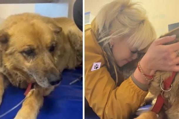 На території лікарні у Вінниці помер ще один пес, триває розслідування