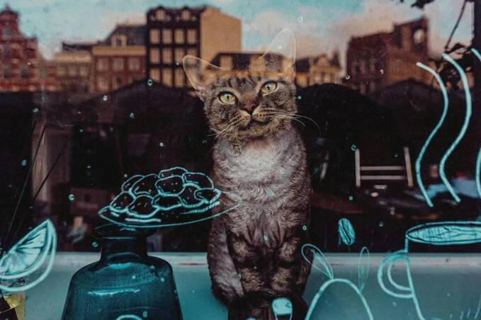 "Жива некондиція": куди в зоомагазинах дівають тварин, яких ніхто не хоче купувати