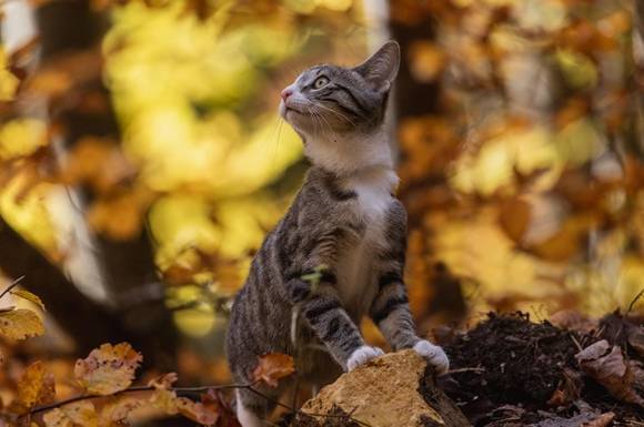 Туман та прохолодна погода у Вінниці: що очікувати 13–14 листопада