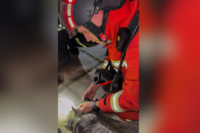 У Вінниці рятувальники врятували кошеня з полум’я (відео)
