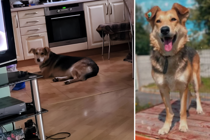 Полінка знайшла новий дім: як вінницький притулок врятував собаку після ДТП