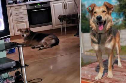 Полінка знайшла новий дім: як вінницький притулок врятував собаку після ДТП