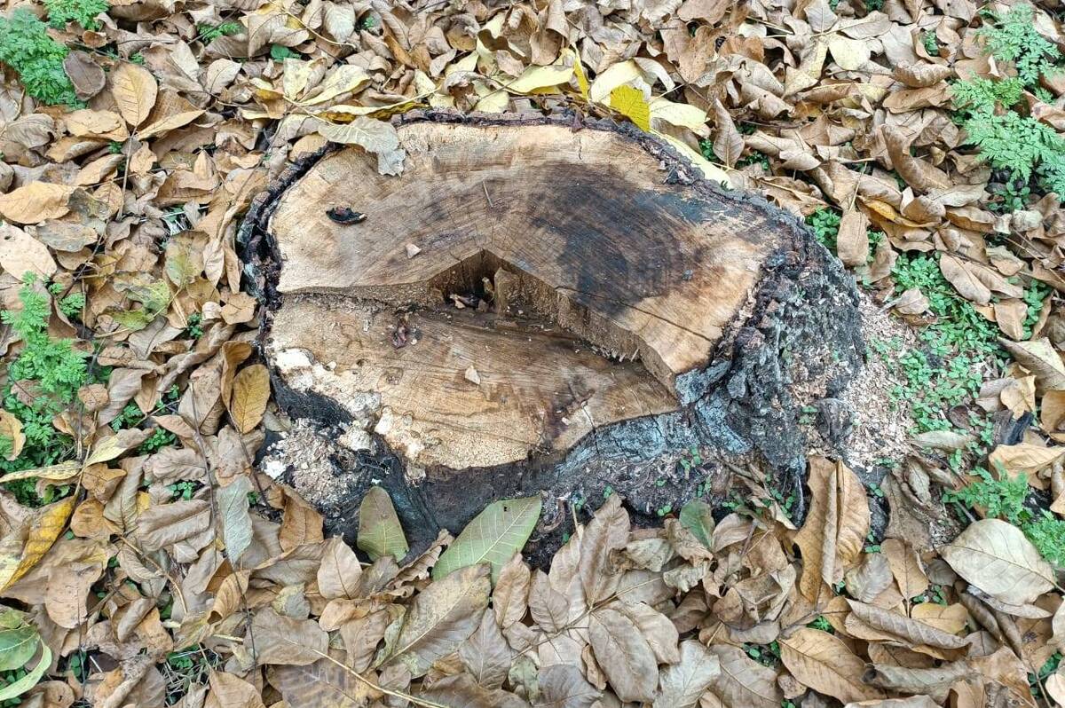 На Вінниччині оштрафували чоловіка за незаконно зрубаний горіх