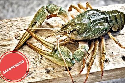 Заборона на вилов раків на Вінниччині: штрафи, терміни та важливі правила