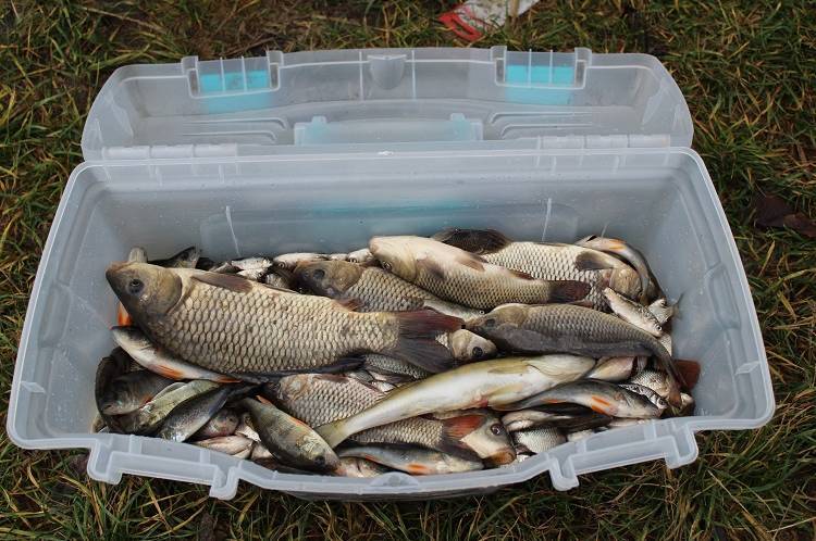 У Калинівський ставок запустили понад тонну риби