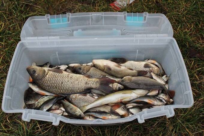 У Калинівський ставок запустили понад тонну риби