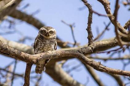 Хмарно, але без опадів: якою буде погода у Вінниці 7–8 грудня