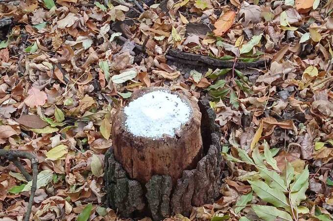 Як на Вінниччині дбають про диких тварин узимку: інспектори перевірили підгодівельні майданчики