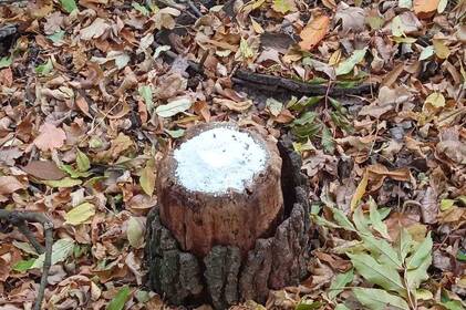 Як на Вінниччині дбають про диких тварин узимку: інспектори перевірили підгодівельні майданчики