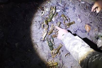 На Вінниччині затримали браконьєра, який ловив раків у заборонений період