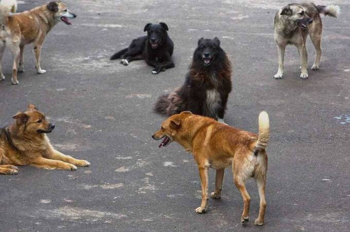 На Вінниччині зграя собак напала на 11-річну дівчинку: читайте також