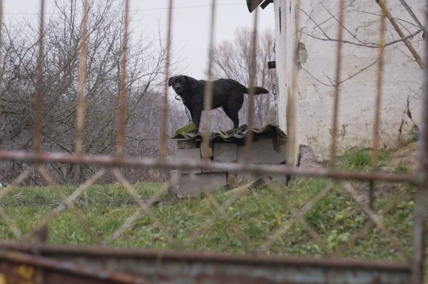 На Вінниччині зграя собак пошматувала дівчинку: власниці однієї з тварин загрожує ув’язнення