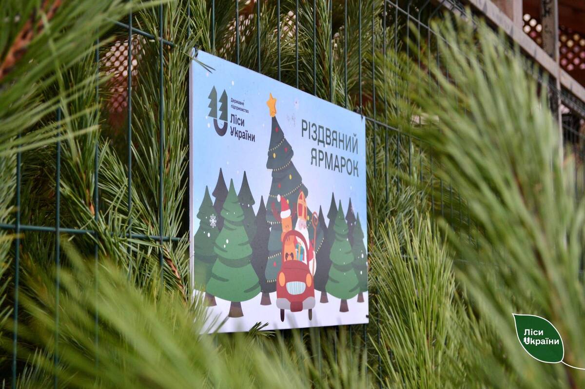 Різдвяний ажіотаж: лісівники продали понад 12 тисяч різдвяних дерев
