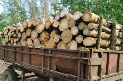 Службова недбалість лісівника з Вінниччини обійшлася державі в 460 тис грн