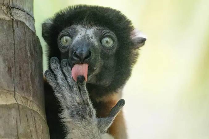 Кумедна дика природа: найкращі фото Nikon Comedy Wildlife Awards 2025