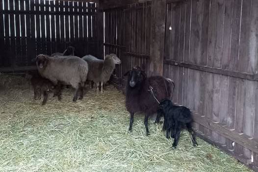 Напередодні Різдва у Подільському зоопарку народилися маленькі овечки