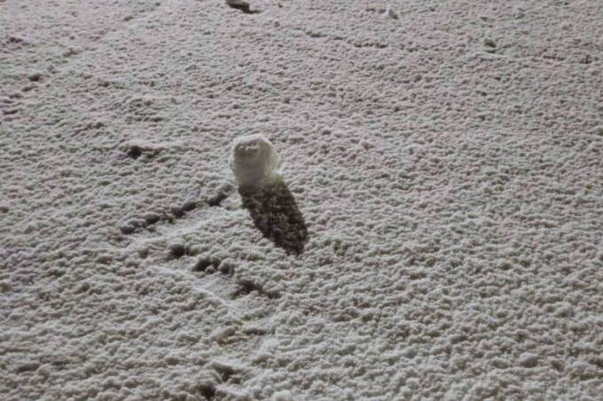 Природний арт-об’єкт: вітер «скрутив» сніг у рулони на Вінниччині