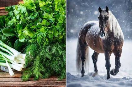 Що поставити на святковий стіл, щоб задобрити Коня у 2026 році