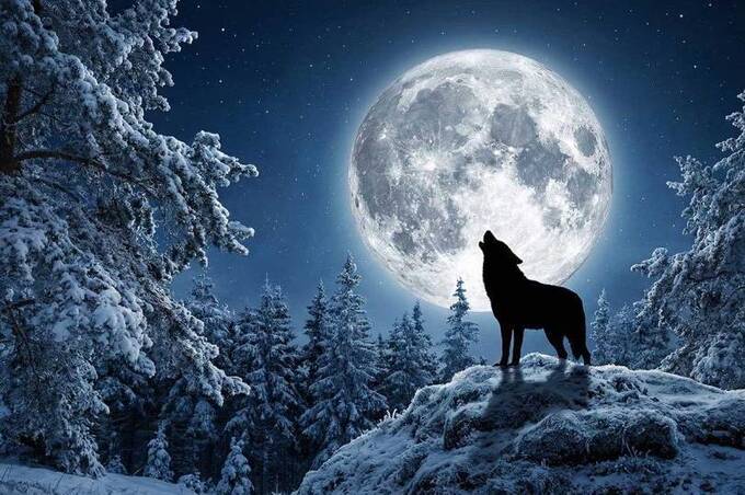 Повня Вовка 3 січня 2026 року: що вона принесе кожному знаку зодіаку