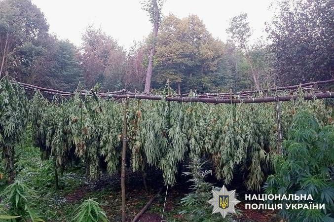 Намет у хащах і 3000 кущів конопель: на Вінниччині викрили замасковану наркоплантацію