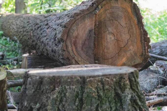 Через бездіяльність майстрів лісу на Гайсинщині вирубали майже 400 дерев