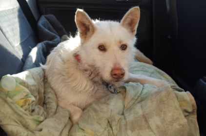 Вагітна собака мерзла біля вокзалу у Вінниці: її зігріли в пункті незламності та передали волонтерам