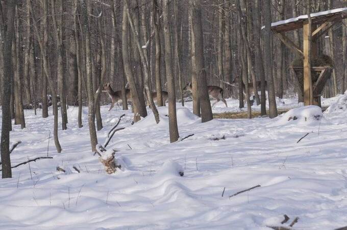 Сіно, зерно і розчищені дороги: зимова турбота про диких тварин на Вінниччині
