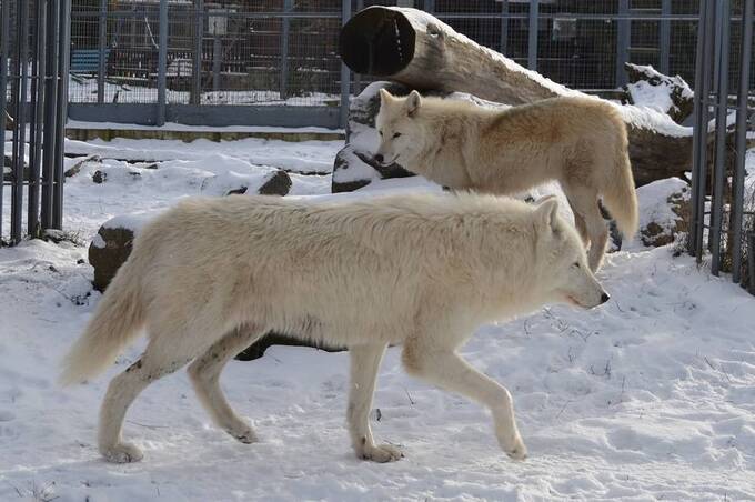 Мережа АТБ підтримує мешканців Подільського зоопарку свіжими кормами
