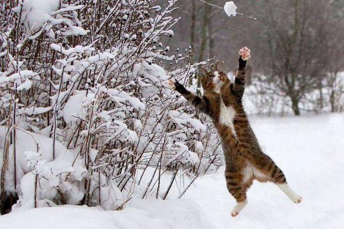 Сніг і пориви до 20 м/с: Вінниччину накриє вітряна погода з натяком на відлигу