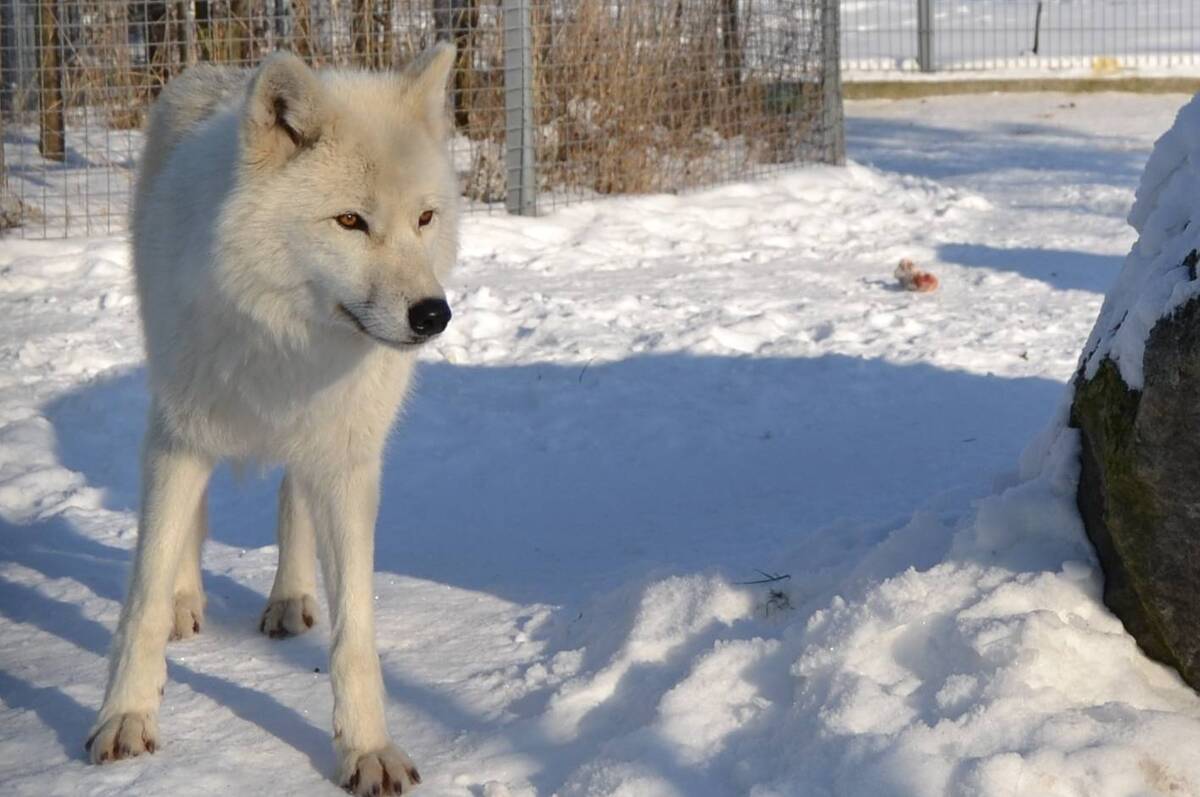 Зоопарк працює попри заметілі: як тварини Поділля зустріли справжню зиму