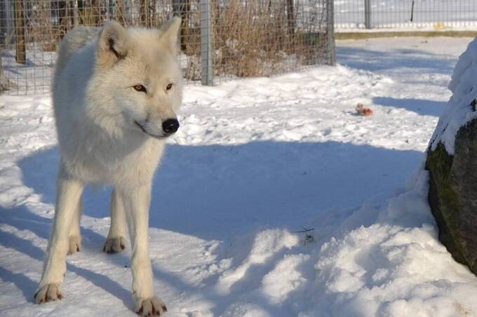 Зоопарк працює попри заметілі: як тварини Поділля зустріли справжню зиму