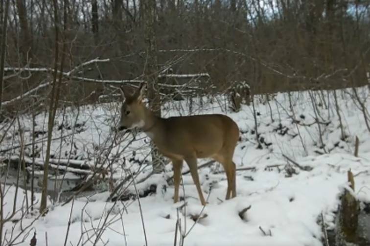 Сліди крові та рештки дикої кози: екоінспекція перевіряє інцидент на Гайсинщині