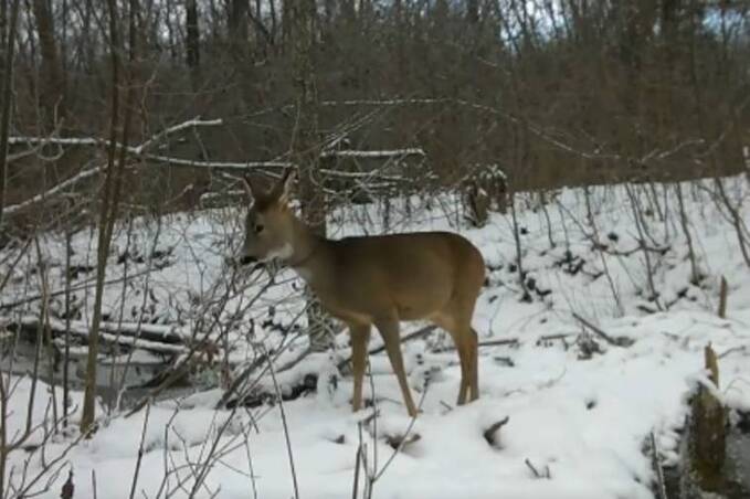 Сліди крові та рештки дикої кози: екоінспекція перевіряє інцидент на Гайсинщині