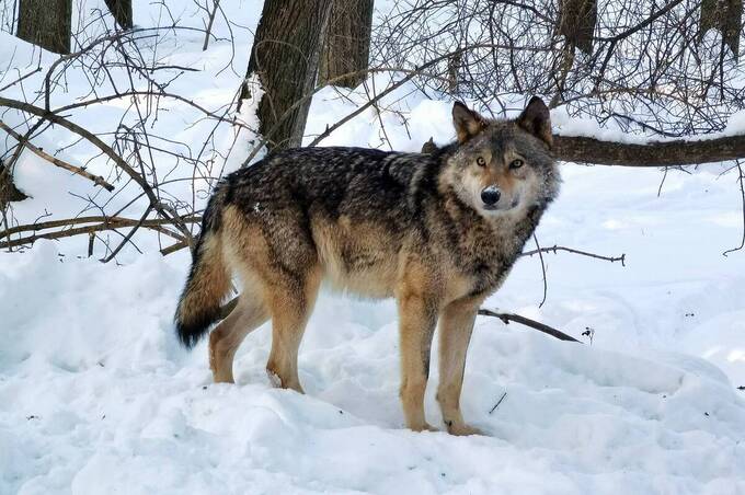 На Вінниччині та в сусідніх областях з початку року добуто 8 вовків і 13 шакалів 