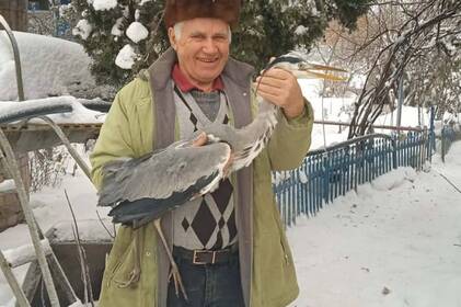 Мешканець Козятина прихистив виснажену чаплю, яка ледь не загинула від голоду