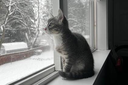 Сніг, дощ і поривчастий вітер: якою буде погода на Вінниччині 5–6 лютого