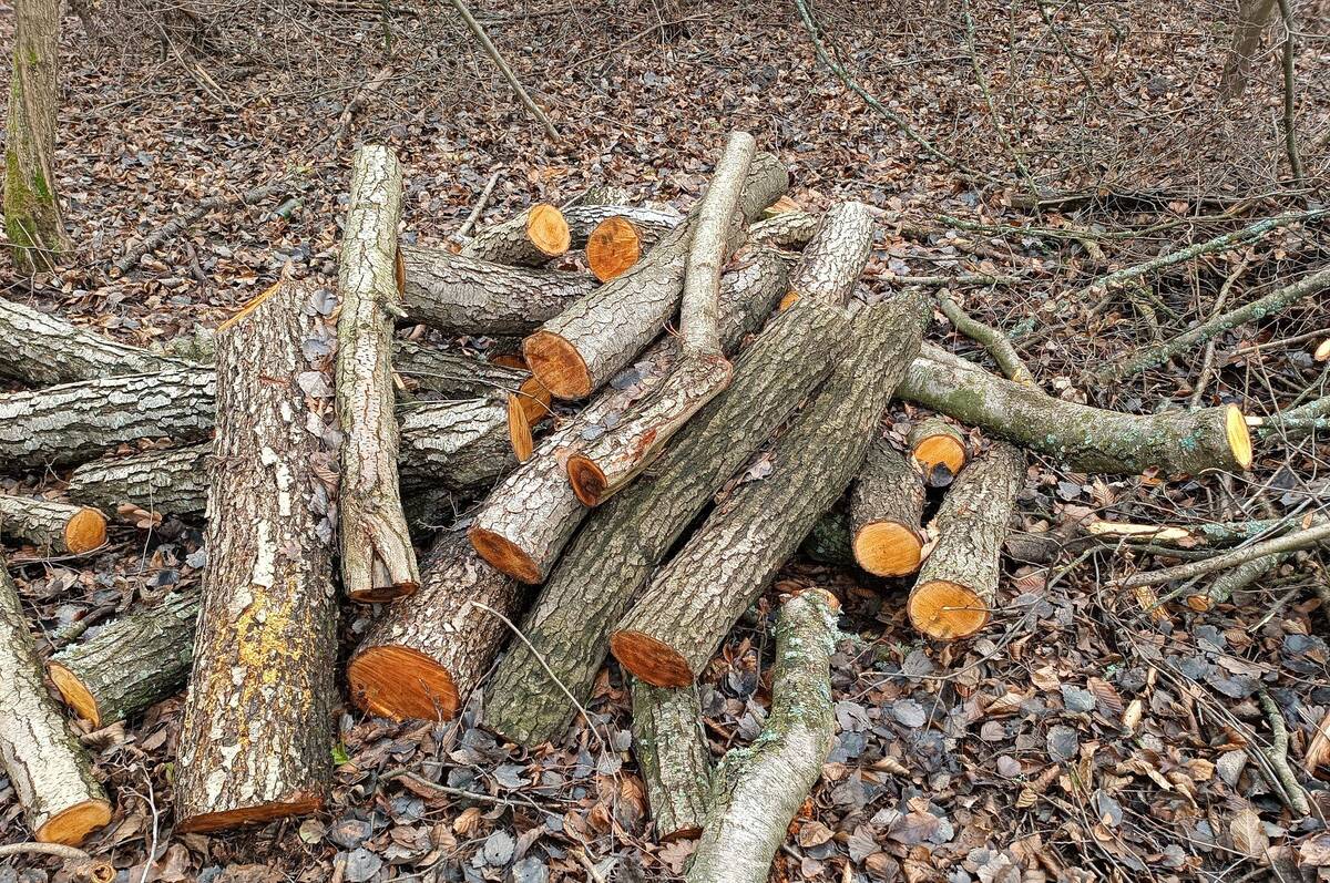 На Вінниччині виявили незаконну порубку дерев зі збитками понад пів мільйона гривень
