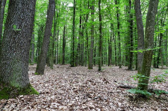 Суд повернув 5 гектарів лісу у Барській громаді в обласну власність