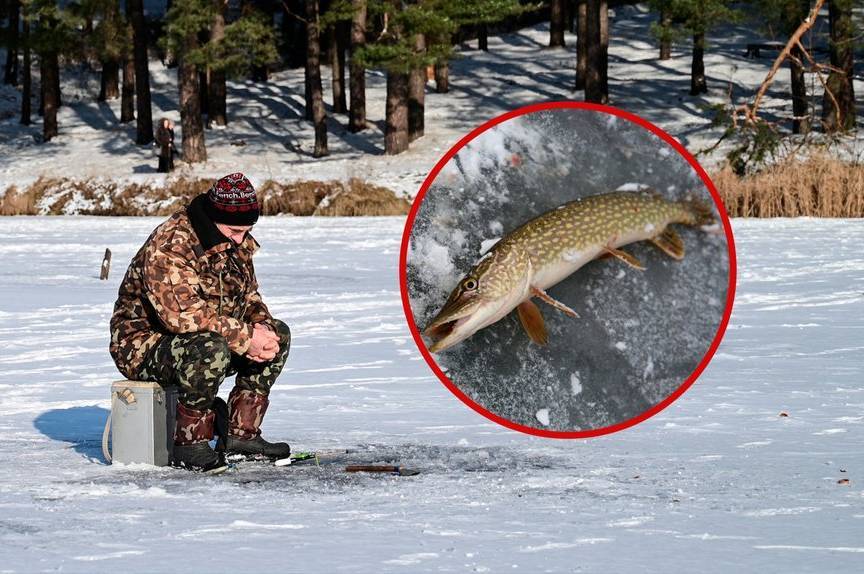 На Вінниччині з 15 лютого заборонять вилов щуки: штраф — 3 468 грн за рибину