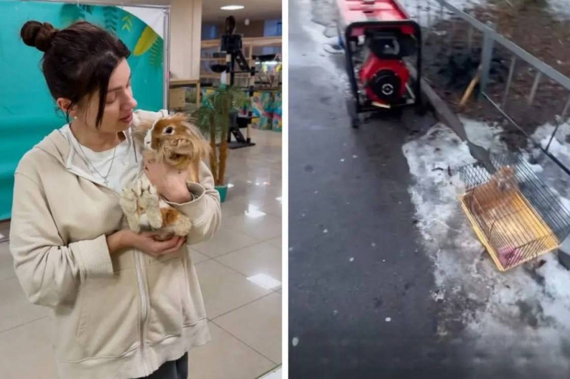 Небайдужі вінничани врятували декоративного кролика, якого залишили на морозі