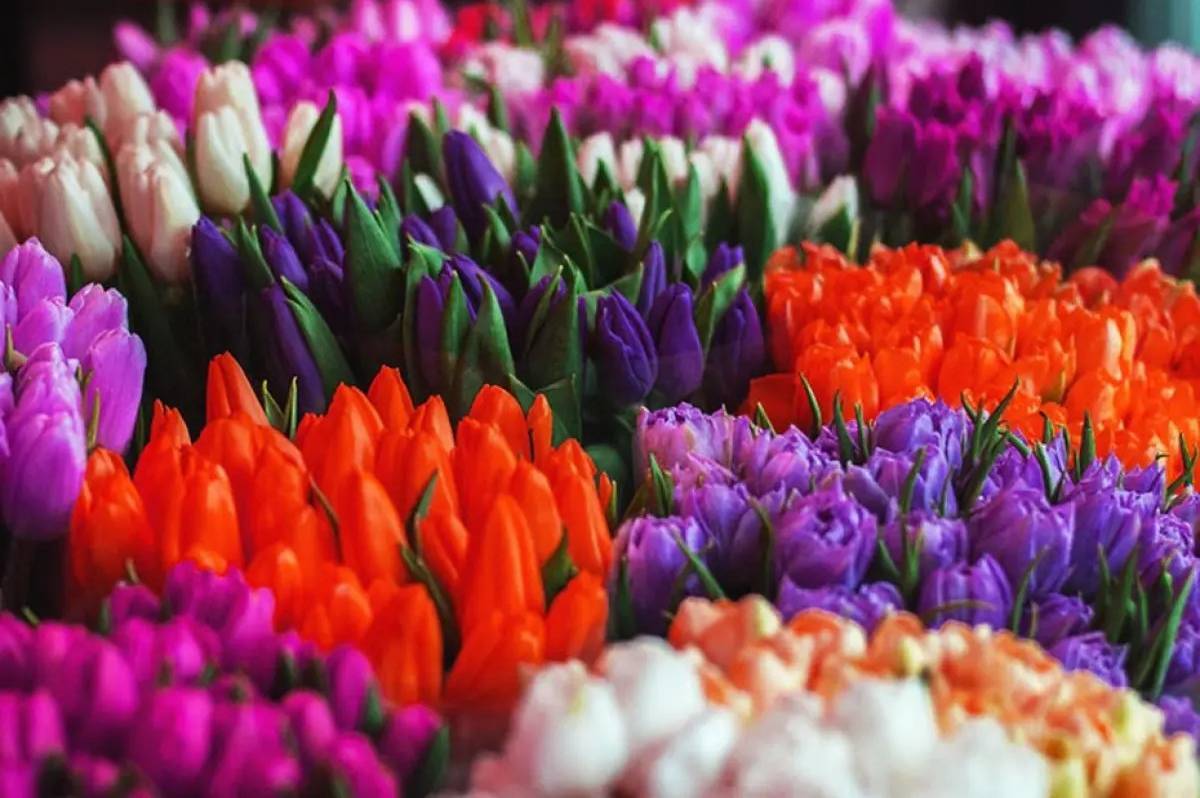 Де у Вінниці можна буде придбати живі квіти перед 8 березня: перелік локацій