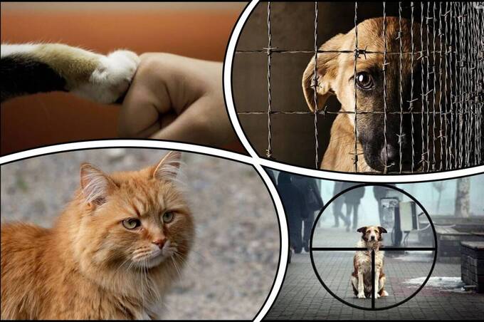 Правила для власників тварин: за що загрожує штраф до 8 500 грн