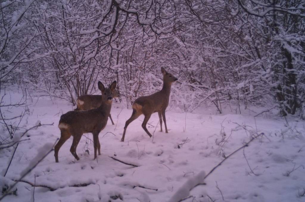 У природному парку “Сколівські Бескиди” нагадали, чому зараз у лісі має бути тиша